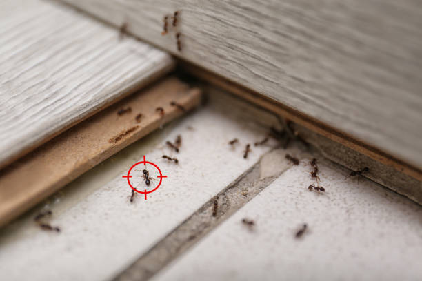 Best Commercial Pest Control Services  in Mount Plymouth, FL