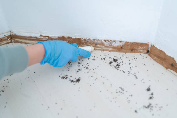Best Rat Extermination Near Me  in Mount Plymouth, FL